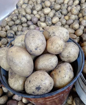 Картофель