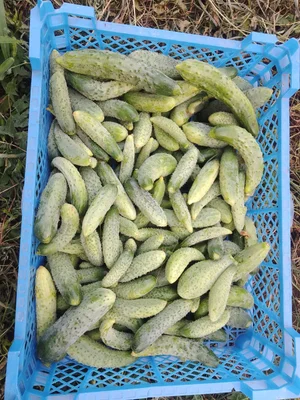 Огурцы