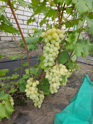 Виноград