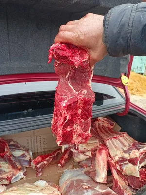 Телятина передок