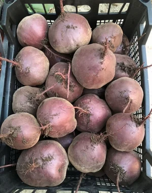 Картофель