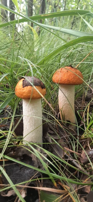 Грибы маринованные