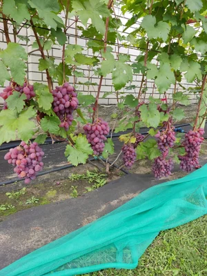 Виноград