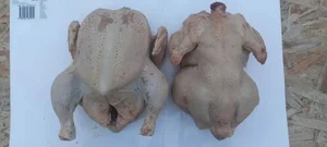 Курочки бройлеров