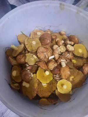 Маслята