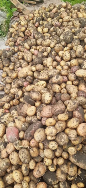 Картофель (розовый и белый)