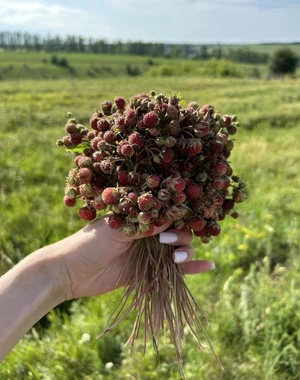 Земляничка луговая