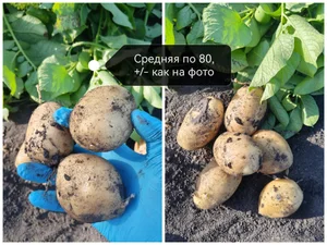Картофель