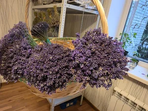 Лаванда