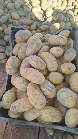 Картофель