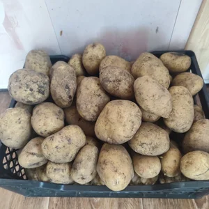 Маринованные опята