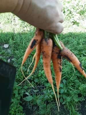 Морковь жёлтая