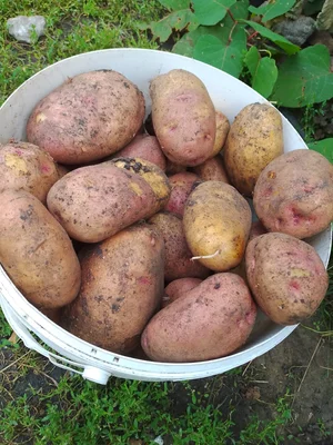 Картофель