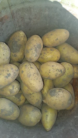 Картофель
