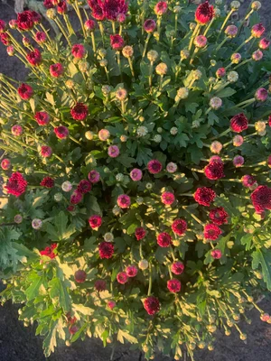 Хризантемы мультифлора