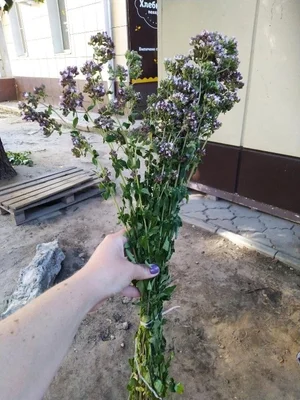 Картофечка разная