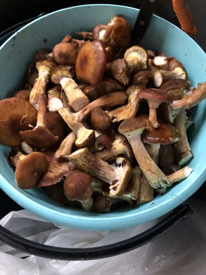 Маринованные опята