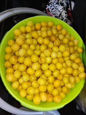 Картофель
