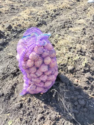 Картофель