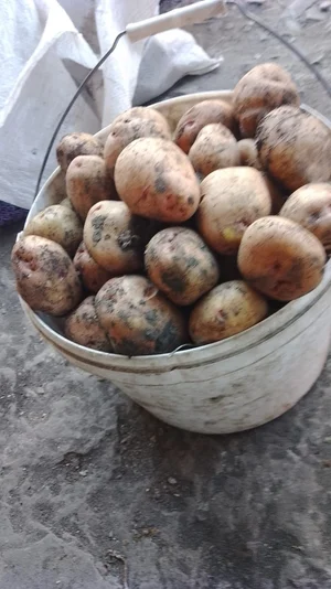 Картофель средний