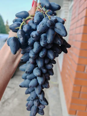 Виноград