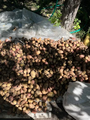 Картофель домашний