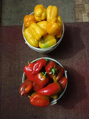 Картофель