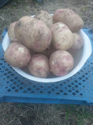 Картофель Пикассо