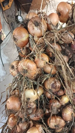 Лук