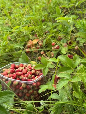 Луговая земляника