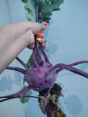 Кабачки