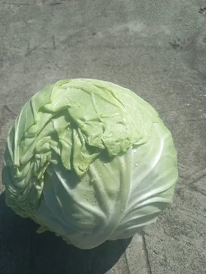 Тыква крупная