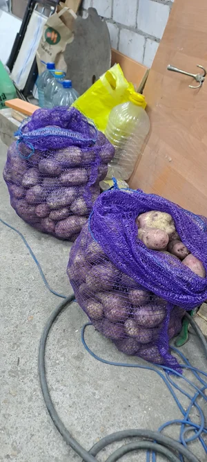 Картофель