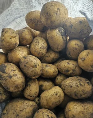 Картофель