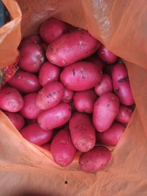 Картофель