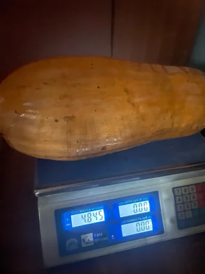 Облепиха