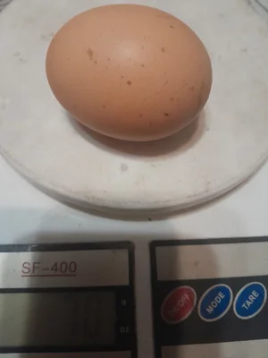 Куриные яйца