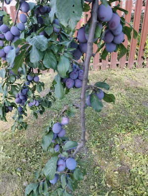 Чернослив болгарский