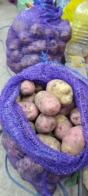 Картофель сорт кофта-юбка