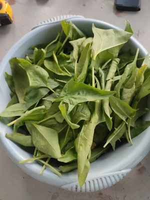 Руккола, салат, шпинат