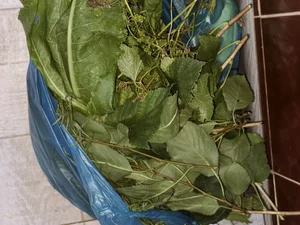 Засолки