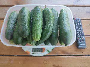 Огурцы домашние