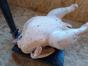 Домашний картофель
