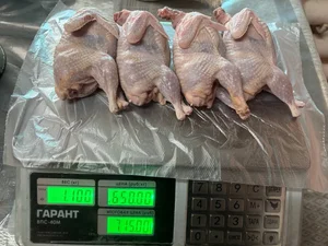 Курица (бройлер)