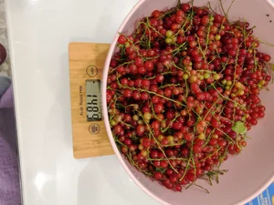 Капуста ранняя