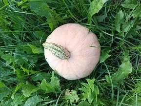 Тыква (малютка, мармеладная)