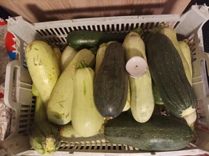 Огурцы