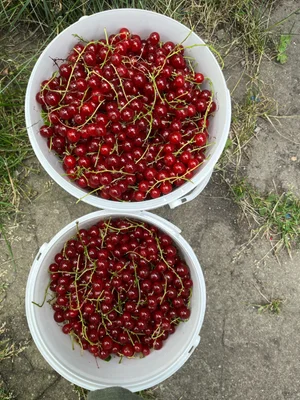Красная смородина