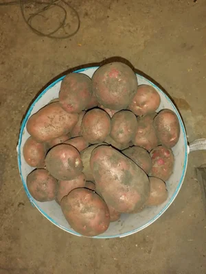 Картофель сорт фламинго