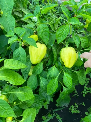 Розовый помидор (средний и крупный)